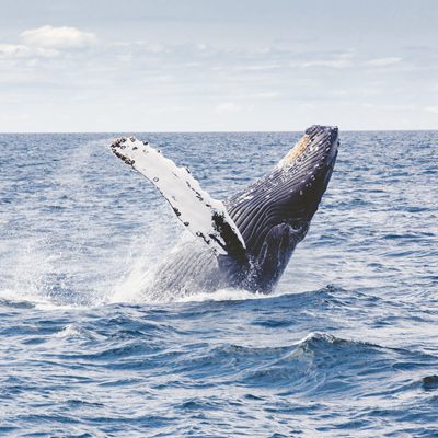日本退出国际捕鲸委员会 明年7月重启商业捕鲸