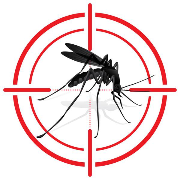为何雨水无法对蚊子一击致命？