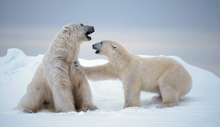 Paul Nicklen-Animal tales from icy wonderlands
