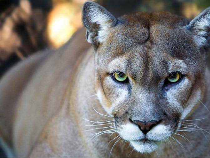 Third cougar captured amid city's coronavirus lockdown