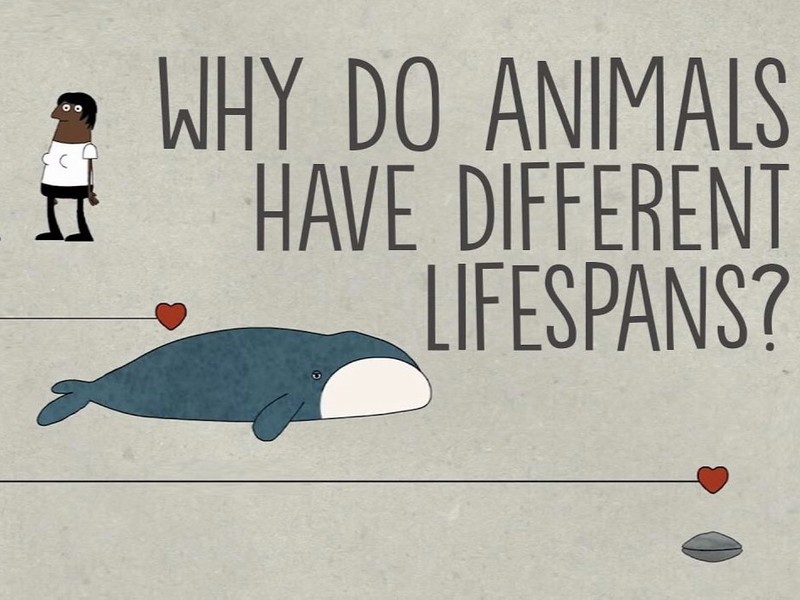 Why Do Animals Have Different Lifespans