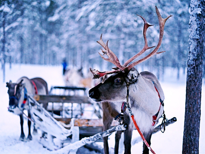 Climate change: Arctic reindeer numbers crash by half