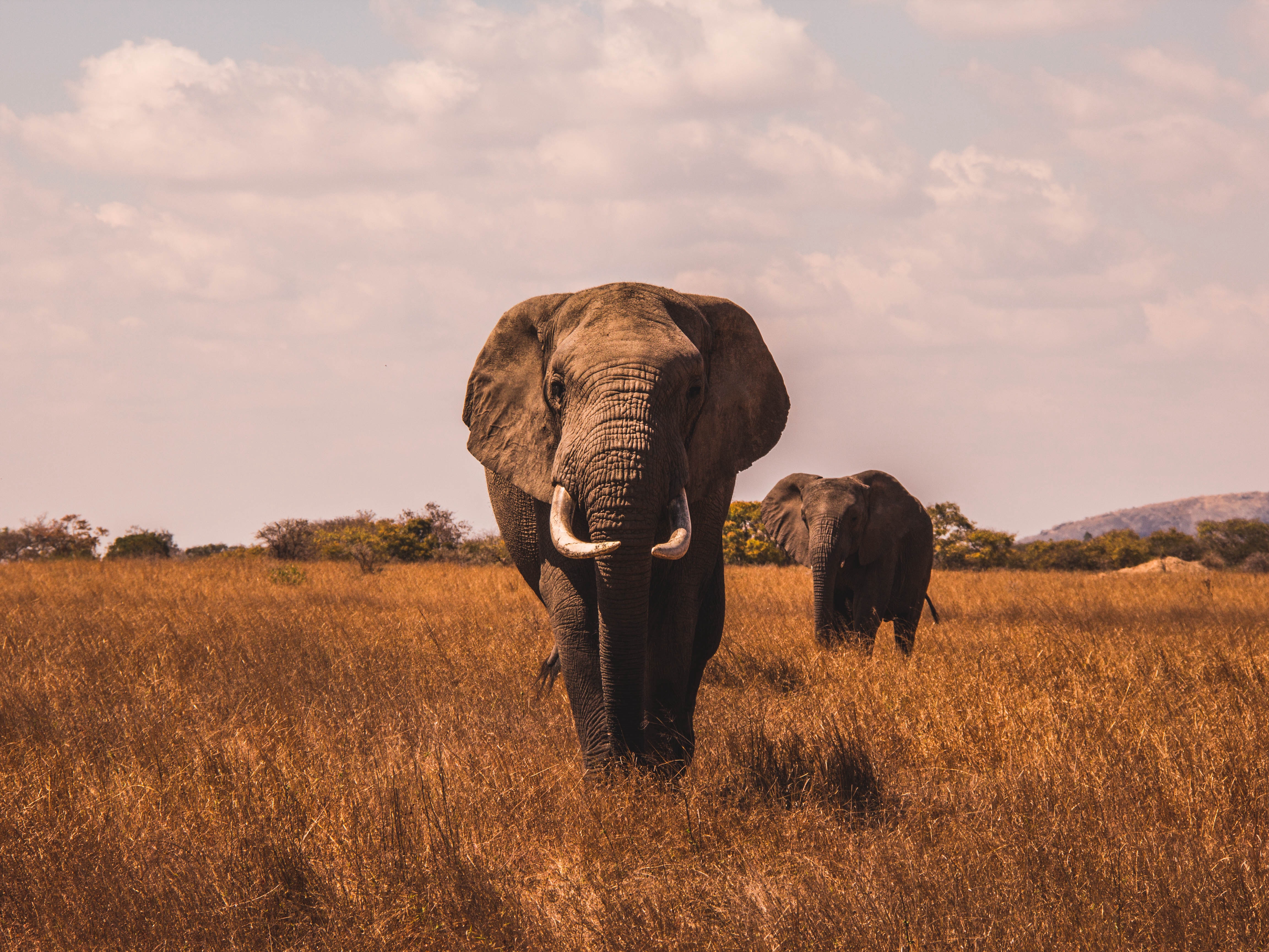 Vibrations offer new way to track elephants