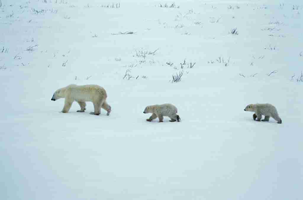 练习 | 北极熊改变狩猎方式