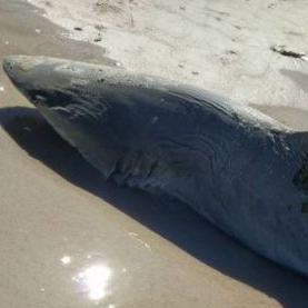 Half-Eaten Shark Washes up on Florida Beach