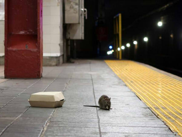 Rats are New Yorkers, too! Genome study reveals how rodents conquered the Big Apple