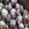 Garlic: The Key to a Long Life