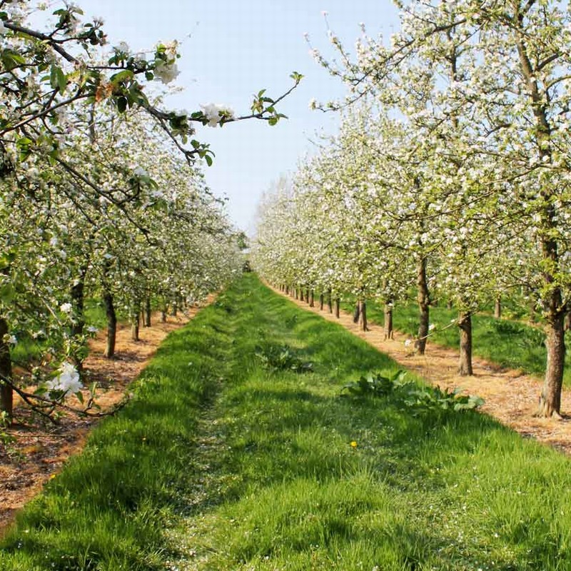 Robot Can Help With Farm Work