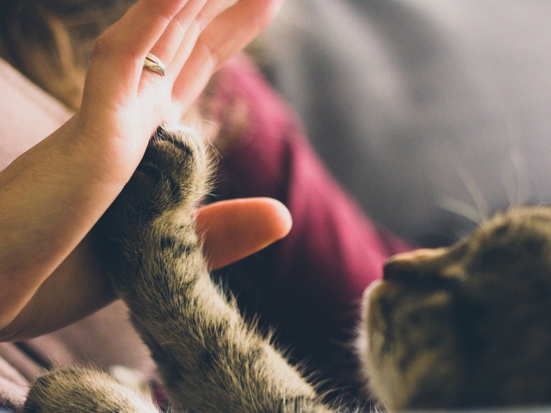 The Perks of Having a Pet