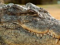 8 Interesting Facts About The Nile Crocodile