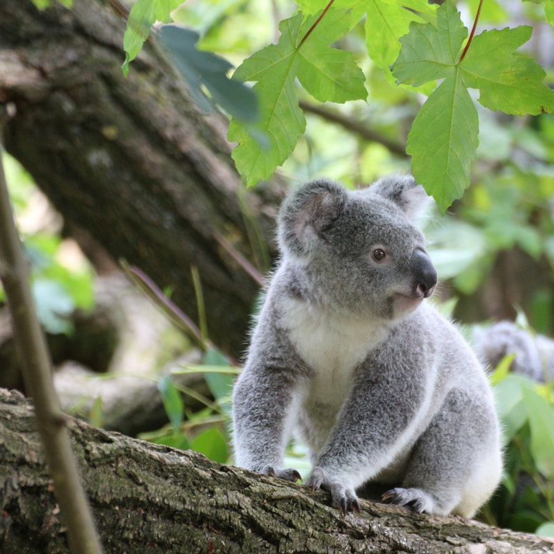 Australia Increases Efforts to Protect Koalas
