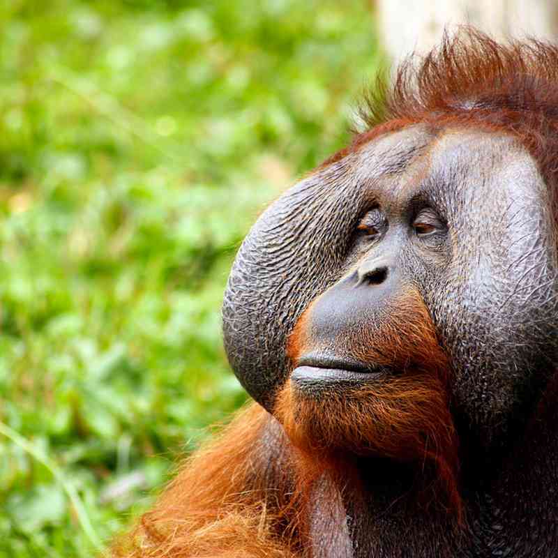 Video of Smoking Orangutan Goes Viral
