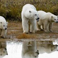 Arctic Council Discusses on How to Deal wtih Global Warming