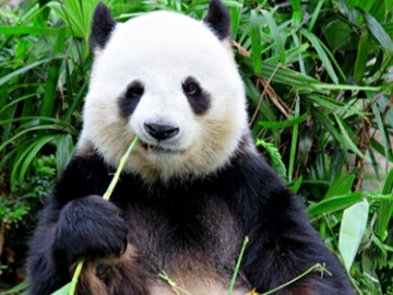 研究揭示为什么大熊猫爱吃竹子