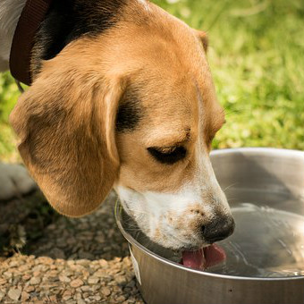 Think You Know How Dogs Drink Water?