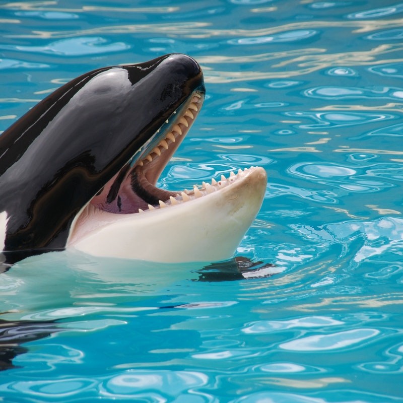 Washington State Directive Aims to Help Endangered Orcas