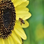 Beekeeping May Reduce Stress and Depression
