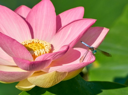 Associations of the Lotus