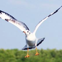 The War on Seagulls: Fighting Them on the Beaches