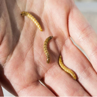 Scientific American | Mealworms as Food