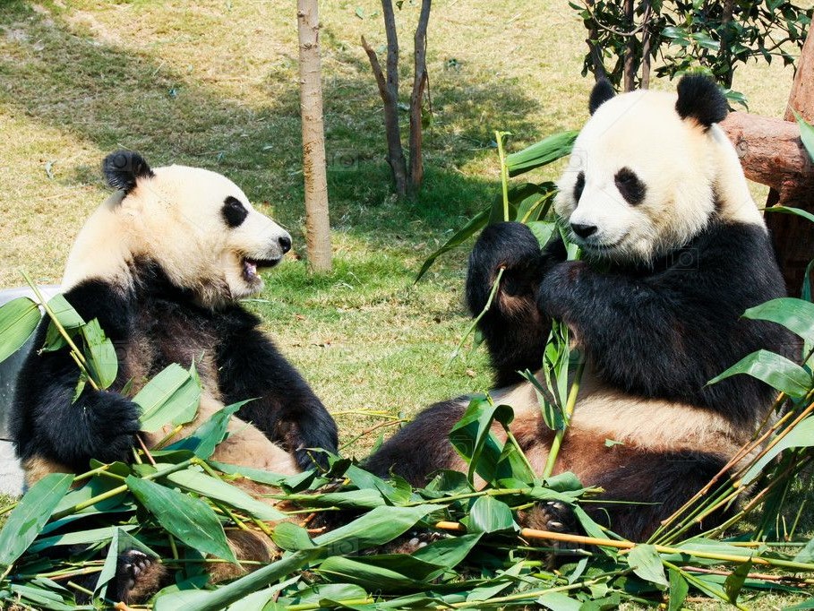 Improving the quality of bamboo can help pandas return to nature