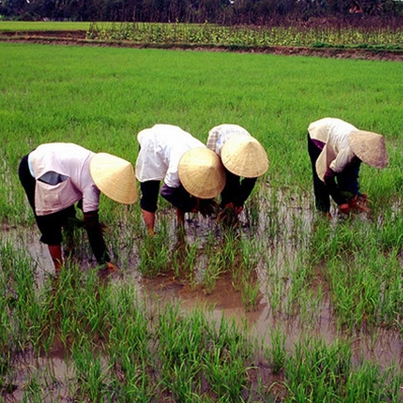 Climate Change, Dams Threaten Vietnam Rice Industry