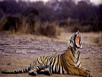 India Alarm Over Rising Tiger Deaths