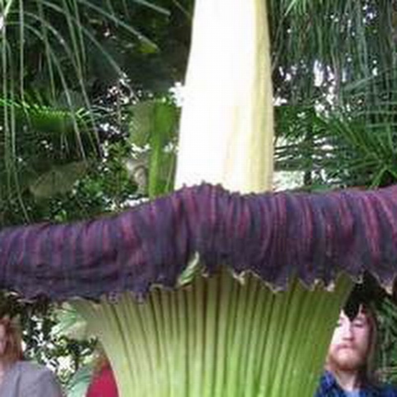 Smelly 'Corpse' Flower To Bloom in Washington, DC