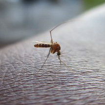 Why Do Mosquitoes Choose to Bite You?