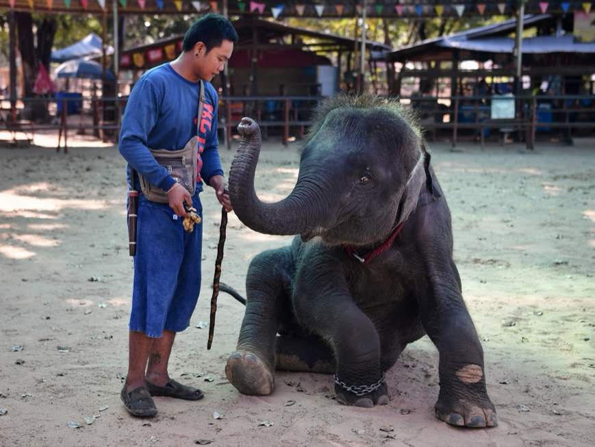 旅游业收入骤降 泰国大象可能要挨饿了
