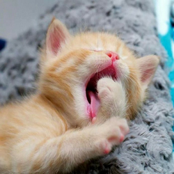 Yawning May Function to Promote Brain Cooling