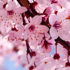Cherry Flowers Come into Full Blossom in Maryland