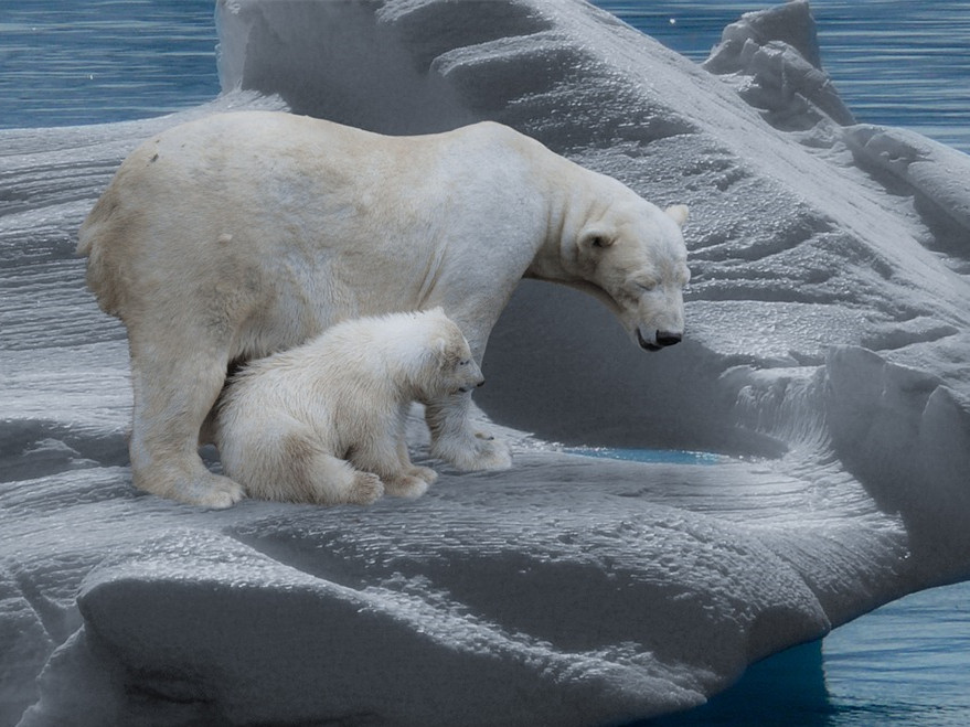 On World Polar Bear Day Climatologists Sound the Alarm