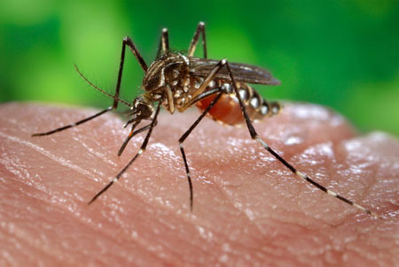 练习 | 科学美国人60秒：蚊子能识别危险气味