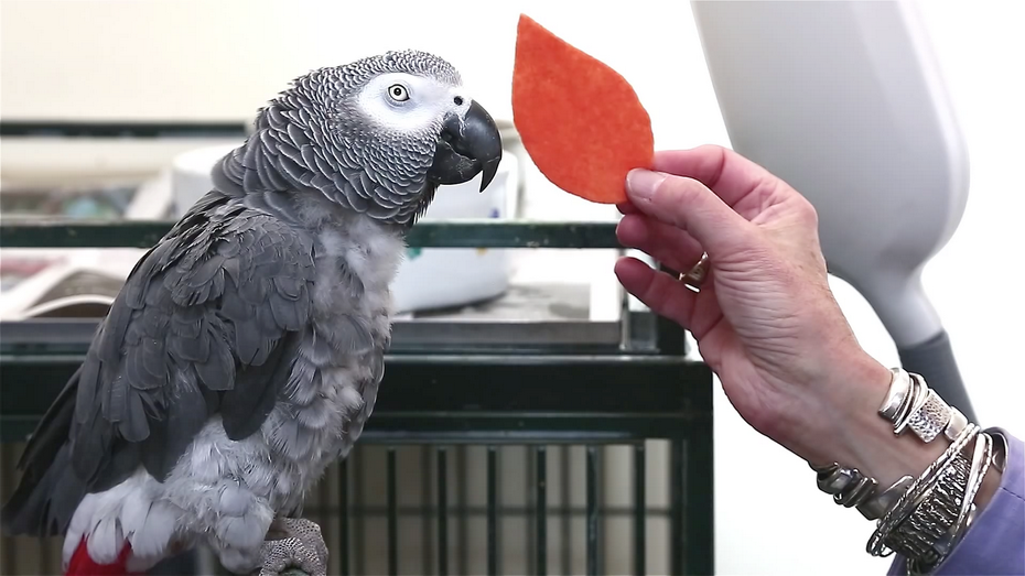 Talking parrots and the origins of human intelligence