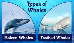 No One Really Knew All the Different Types of Whales, Until Now