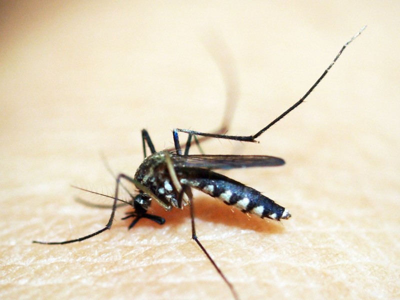 World Mosquito Day Will We Ever Rid This Planet of Mosquitoes
