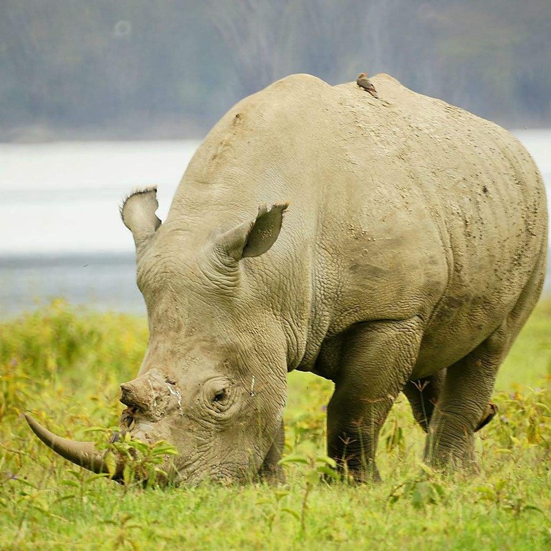 World's Last Male Northern White Rhino Gets Internet Dating Profile