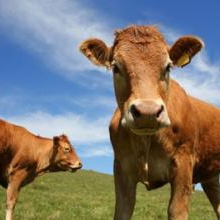Researchers Find Ways to Reduce Methane from Cows