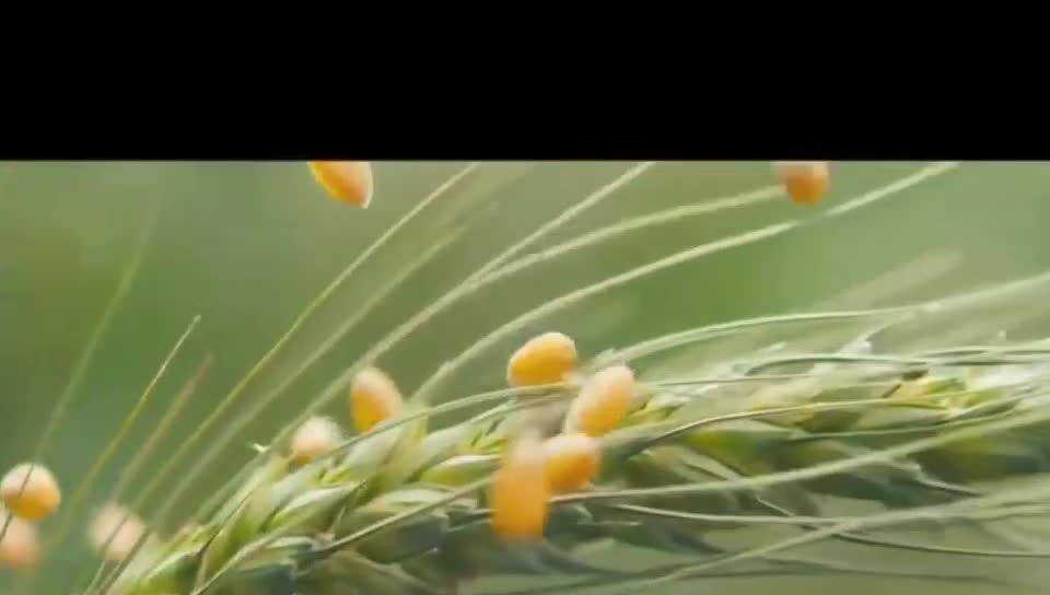 “四新+”大学英语系列教材：新农科英语 下册 Unit 5 视频-agricultural heritage
