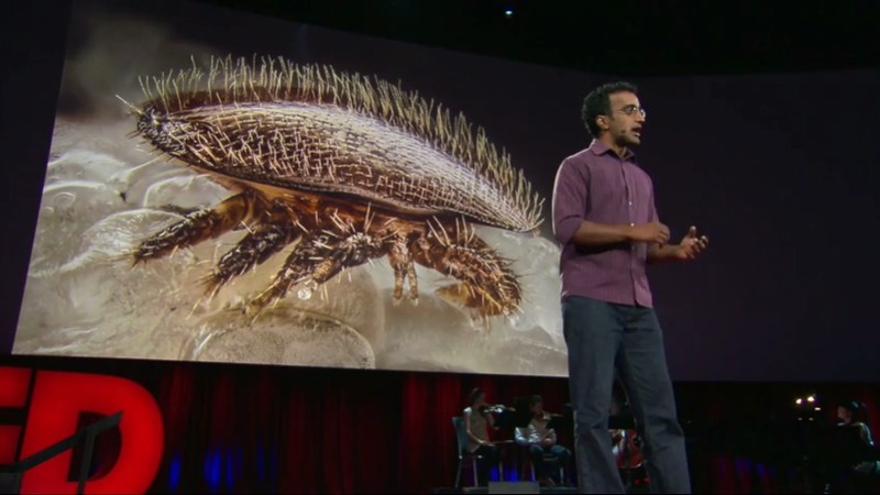 Anand Varma The first 21 days of a bee's life