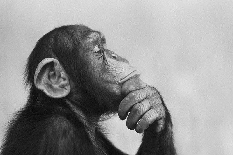 Apes May Be More Like Us Than We Thought