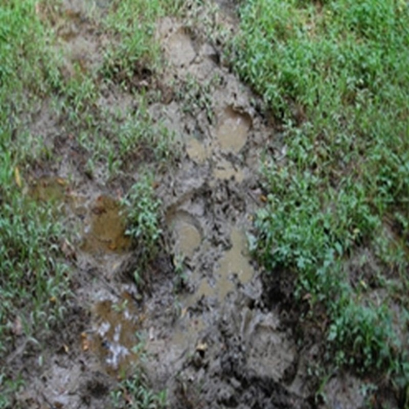 Elephant Footprints Are Critical Habitats for Small Animals