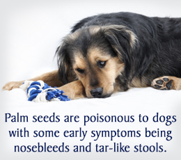 are fruit seeds bad for dogs