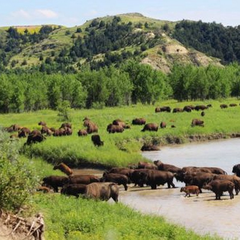 Bison Help Restore Natural Habitat