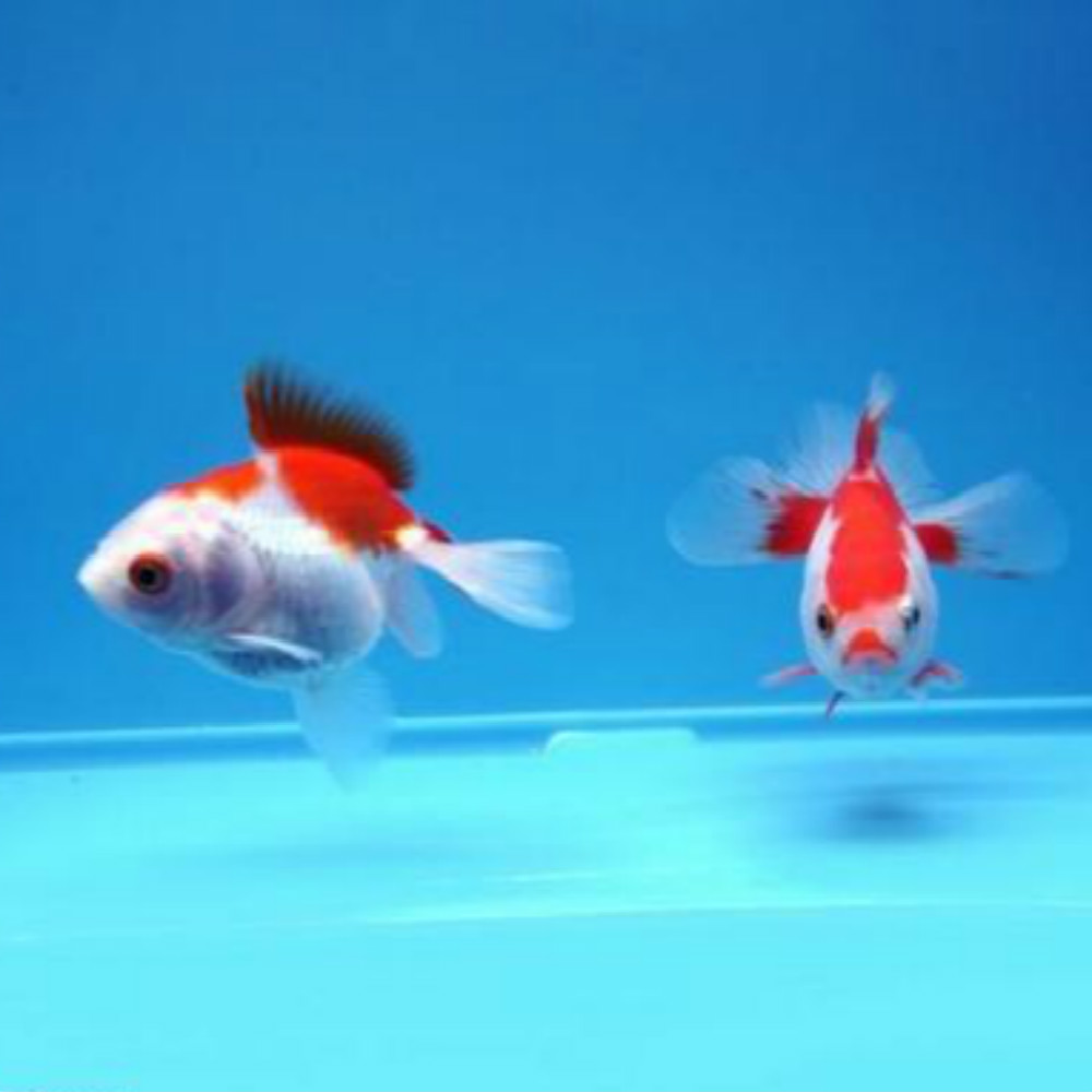 Goldfish, Brain and Mobile Phone