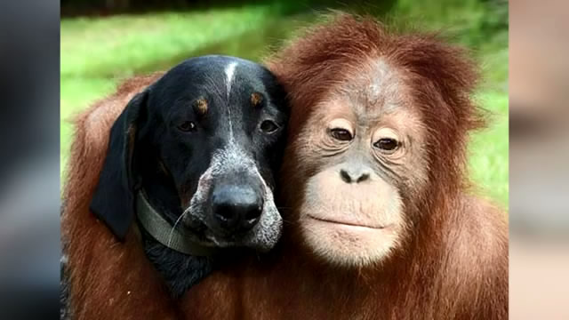 15 Bizarre Animal Friendships
