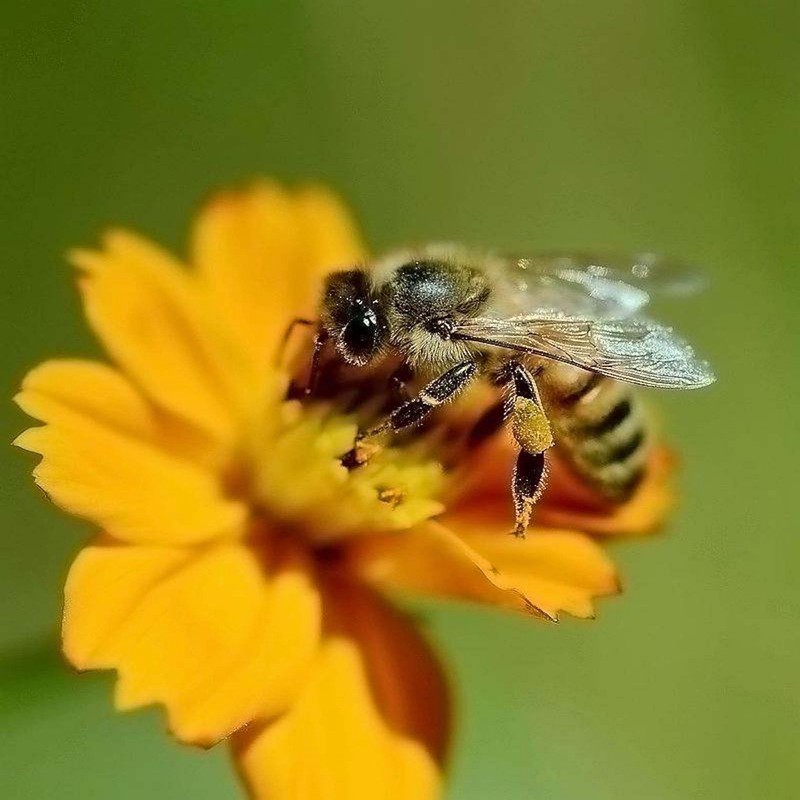 Bees Prefer Flowers That Proffer Nicotine