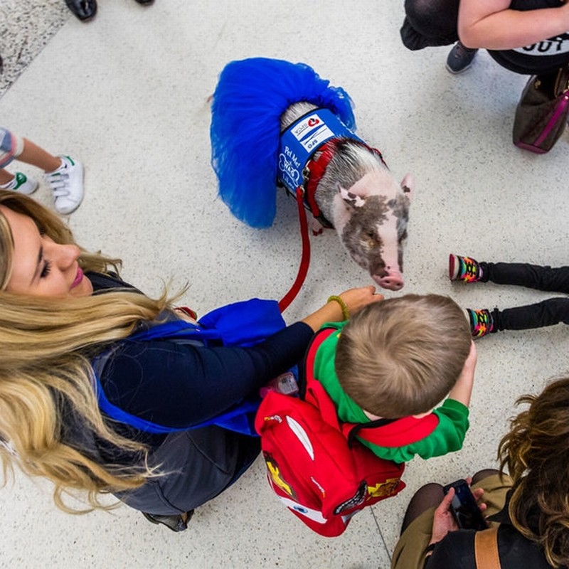 Therapy Pig Brings Relief to Stressed Travelers