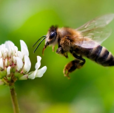 练习 | 科学美国人60秒：蜜蜂会做加减法